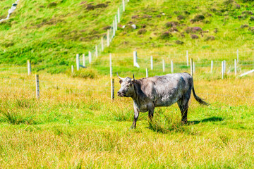 A cow on a field - Isle of Harris in Outer Hebrides, Scotland. Selective focus