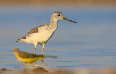 Common Greenshank (Tringa nebularia) is a wetland bird that lives in Africa, Europe and Asia. It usually feeds on fresh water.