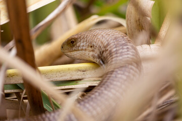 A closeup of the sheltopusik, Pseudopus apodus, also called Pallas' glass lizard