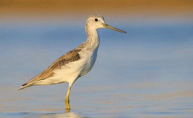 Common Greenshank (Tringa nebularia) is a wetland bird that lives in Africa, Europe and Asia. It usually feeds on fresh water.