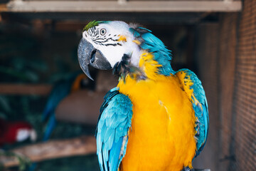 A blue macaw parrot sits on a branch in the zoo enclosure.
