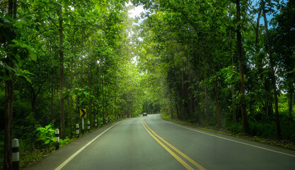 Fototapeta na wymiar blurred image of road in trees tunnel 