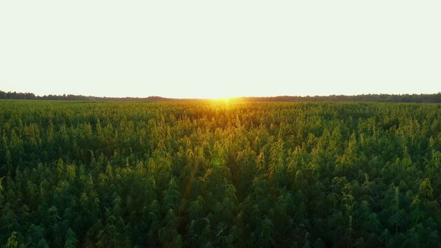 a large hemp farm at a beautiful sunset drone takeoff
