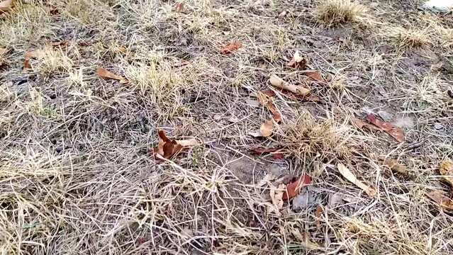Dry foliage on dry ground shows drought due to extreme heat period and water shortage in arid climate and climate change in autumn with fire danger and fire hazard in global warming low angle view