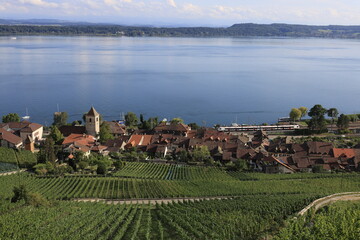 twann am bielersee schweiz rebberg herbst