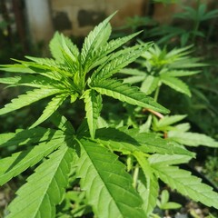 cannabis leaf on green background