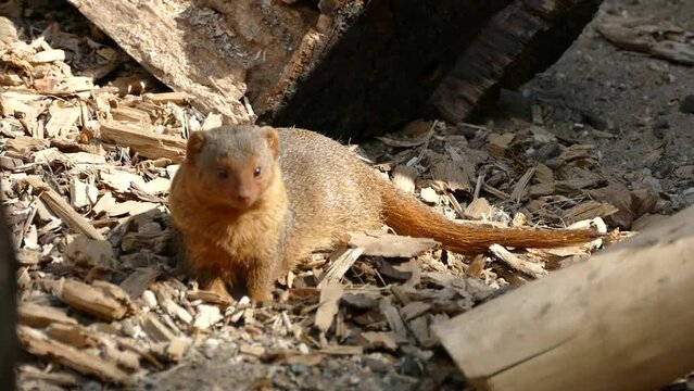 Common dwarf mongoose