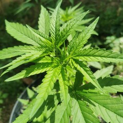 close up of hemp leaves