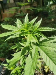 cannabis. plants in garden
