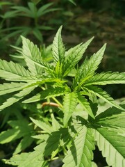 Fototapeta na wymiar cannabis leaf background