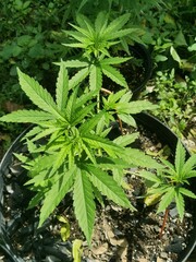 close up of marijuana plant