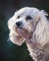 Maltipoo Kopfstudie - kleiner weißer wuscheliger Hund