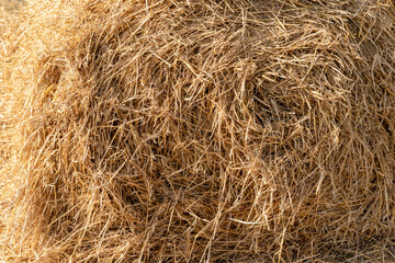 straw, dry straw texture background, vintage style for design.