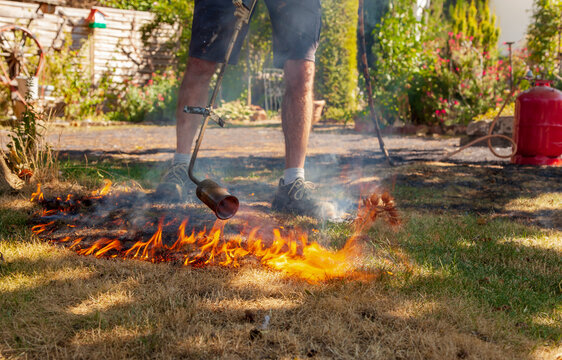 burn lawn. Man destroying dry dead grass with the weed burner, garden gas burner. Fire quickly spreading through dry grass in the garden, close-up. danger for Forest fire