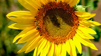 Golden Sunflower and bee