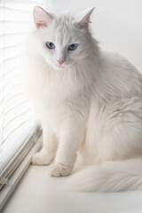 white fluffy cat with blue eyes sitting on windowsill