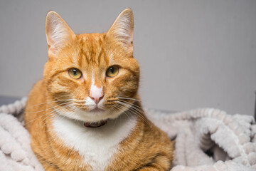 Cute ginger cat lying in bed under a blanket. Fluffy pet comfortably settled to sleep.