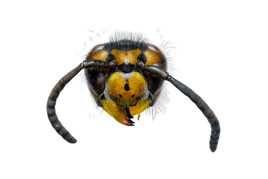 The Head Of A German Wasp