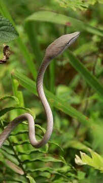  Vertical video of a Asian vine snake or Ahaetulla prasina waiting in ambush among the foliage at Bokor National Park in Kampot, Cambodia shot in slow motion