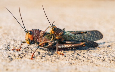 Close up of two crickets mating, View of two crickets mating. Two grasshoppers mating. Insect mating concept