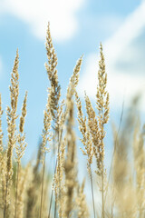 stalks of dry grass in a field on the background of the sky