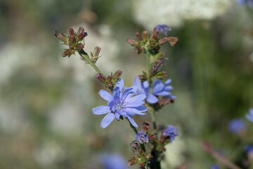 Chicory (Cichorium intybus)