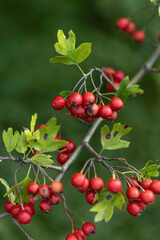 Red fruit of Crataegus monogyna, known as hawthorn or single-seeded hawthorn ( may, mayblossom, maythorn, quickthorn, whitethorn, motherdie, haw )