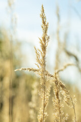 stalks of dry grass in a field on the background of the sky