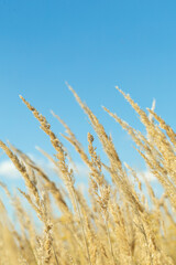 stalks of dry grass in a field on the background of the sky