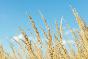 stalks of dry grass in a field on the background of the sky