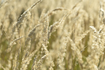stalks of dry grass in a field on the background of the sky