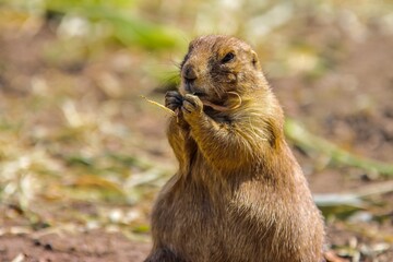 Prairie dog eating