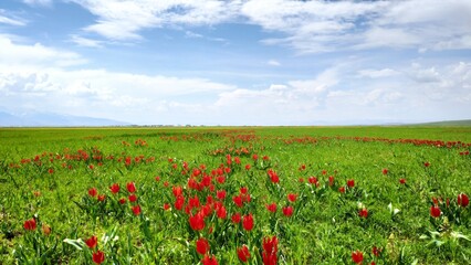 Fototapeta na wymiar Natural Red Tulips