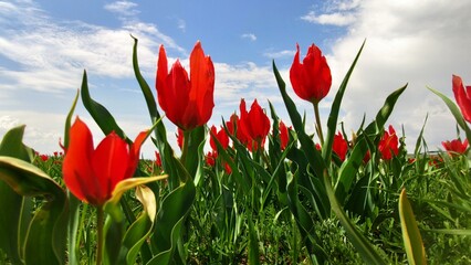 Natural Red Tulips