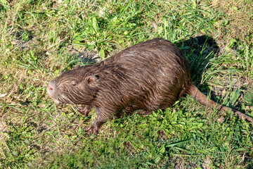 The muskrat ,Ondatra zibethicus, in natural habitat