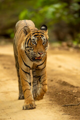 wild adult bengal male tiger or panthera tigris tigris head on walking portrait in natural green background at ranthambore national park tiger reserve sawai madhopur rajasthan india asia