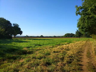 Fototapeta premium grass of green and gold