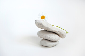 Composition of beautiful camomiles and white pebbles on dark grey background.