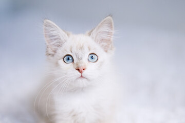 Small point kitten with blue eyes on a white blanket. Kitty three months     - Powered by Adobe