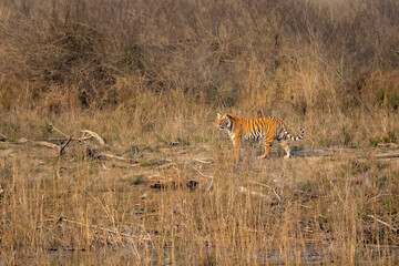 wild female bengal tiger stalking in grassland of dhikala zone jim corbett national park or tiger reserve uttarakhand india asia - panthera tigris tigris
