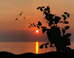 Fototapeta na wymiar orange sunset sun down and tree grass seagull silhouette on front summer narure landscape