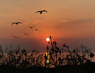 orange sunset sun down and tree grass seagull  silhouette on front  summer narure landscape