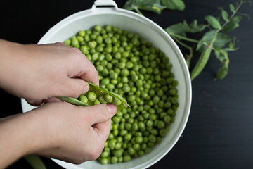 Naklejka na ściany i meble Preparation and processing of harvested homemade organic green peas in pods and shelled