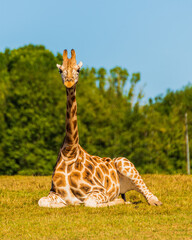 Naklejki  giraffe in the zoo
