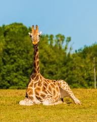 Rolgordijnen giraffe in the zoo © Danielsky