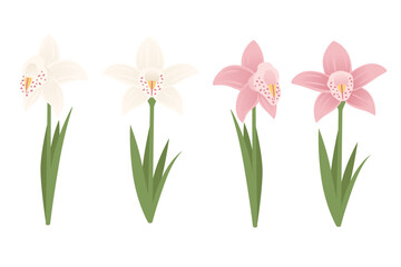 Obraz premium Set of lily flowers with green stem and leaves vector illustration isolated on white background