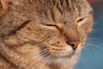  Hauskatze (Felis silvestris catus)