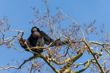 agile gibbon on trees