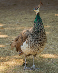 Indian Peafowl female