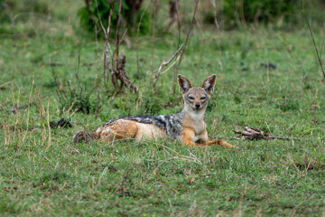 Naklejka na ściany i meble Beautiful black-backed jackal lying on the grass, in the savannah of the masai mara national reserve in Kenya, Africa